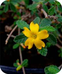 Damiana Protoflow ingredient for sexual wellness emotional balance and male vitality