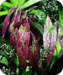 Epimedium Sagittatum Protoflow ingredient also known as Horny Goat Weed for male vitality