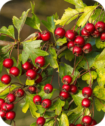 Hawthorn Berries Protoflow ingredient for circulation heart health and endurance support