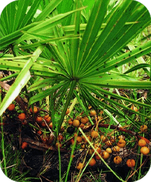 Saw Palmetto Protoflow ingredient for prostate health and urinary flow support
